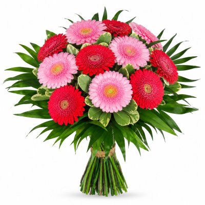 Pink and purple Gerberas